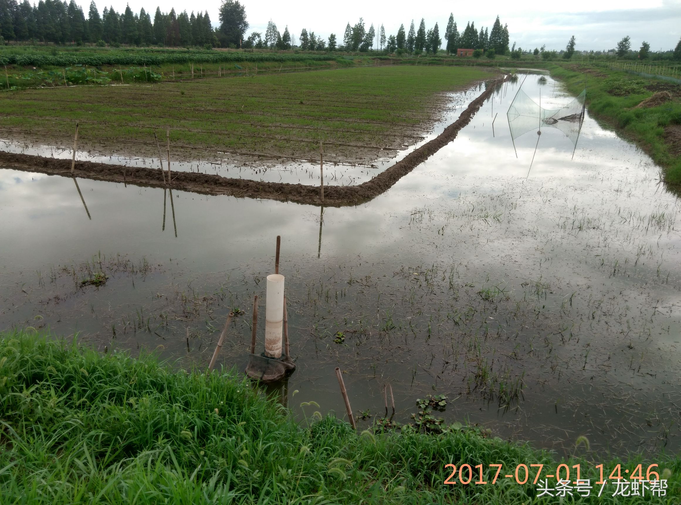这简直是小龙虾养殖户的恶梦，看了就头痛，俗称铁虾，丁虾形成的原因，你还不看过来吗！