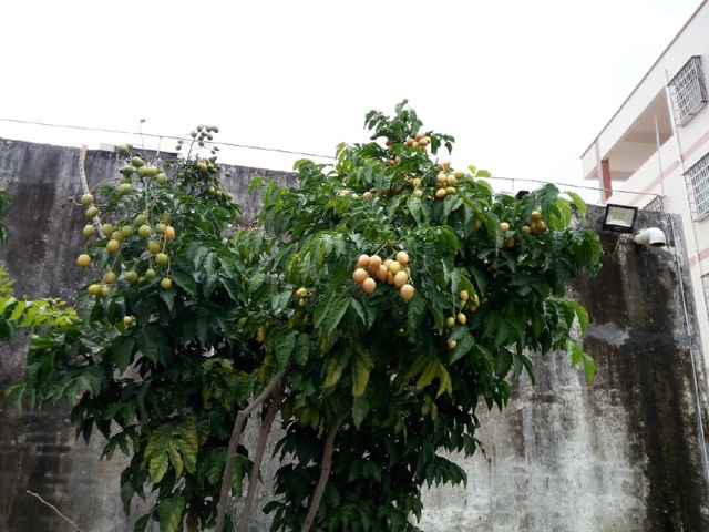 婆婆抠门对孙子都不舍得,婆婆特别抠不舍得给孙子花钱