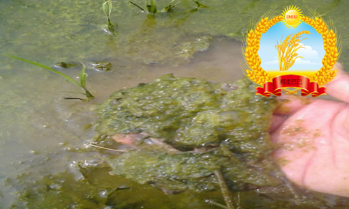 水稻青苔怎么消灭,如何防止稻田长绿苔病害