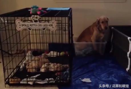 金毛生下小狗要不要抱一边去,金毛生完宝宝后继续刨地