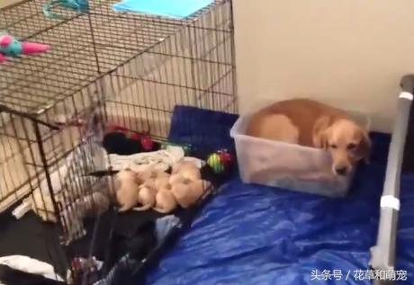 金毛生下小狗要不要抱一边去,金毛生完宝宝后继续刨地