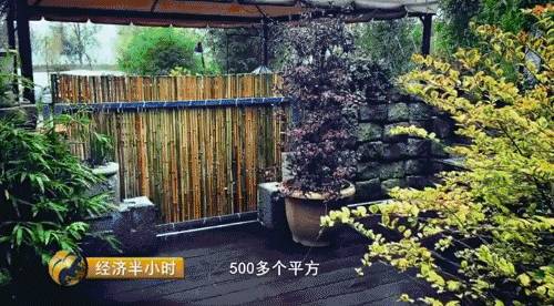 小盆栽生意赚钱吗,小盆栽几万块