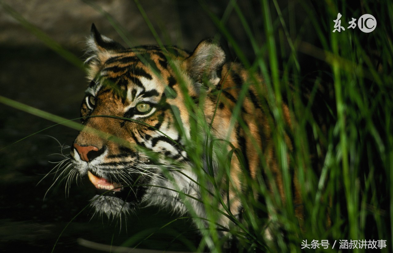 自封外号叫”一枪五百斤”的打猎英雄,这件事栽了跟头,当场丢人现眼