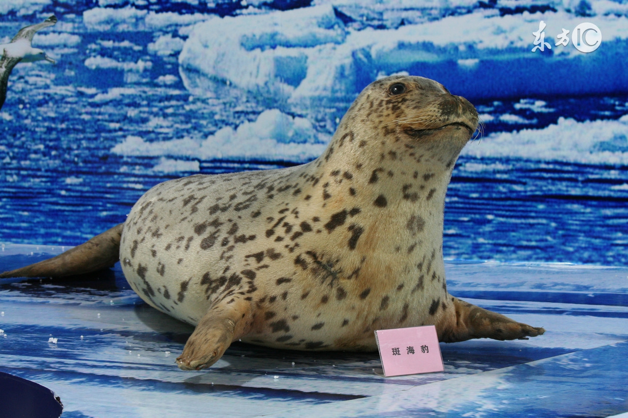 你不知道扎辫子的女生有多好看,你不知道扎马尾辫的女孩有多好看