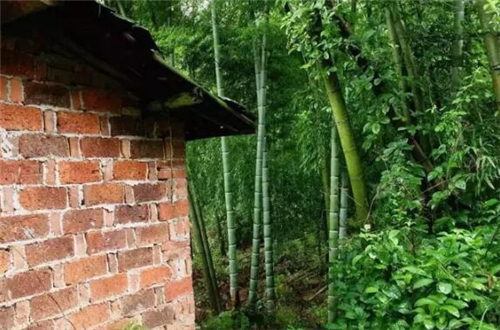 远离市区20公里住在月租600元的房子里，却可以在屋前看麦田，屋后看竹林，自给自足的生活是这样啊~