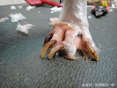 狗狗爪爪的杂毛要不要清理,怎么护理狗狗的爪爪