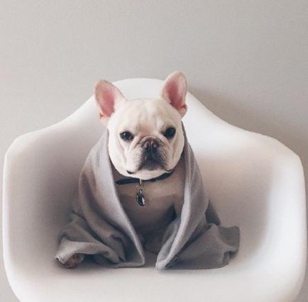 十大最可爱的宠物狗排行榜,十大最受欢迎宠物狗排行榜