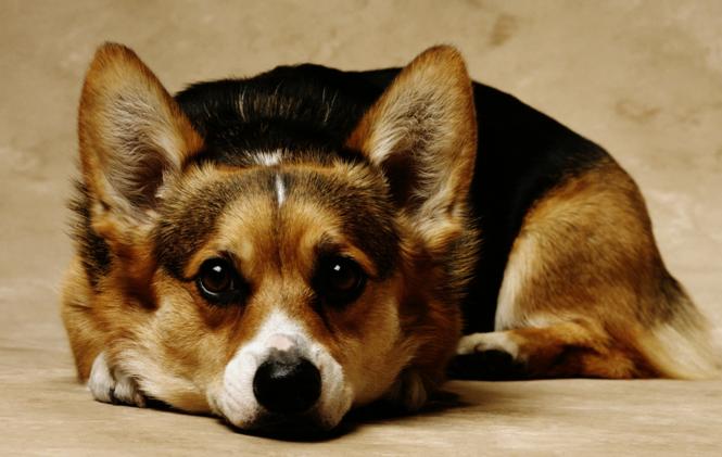 十大最可爱的宠物狗排行榜,十大最受欢迎宠物狗排行榜