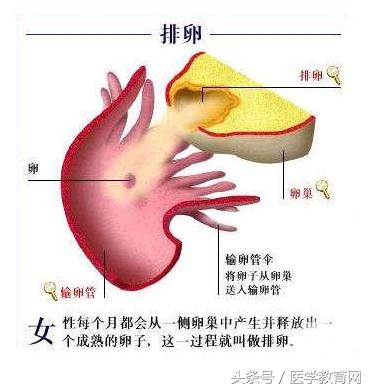 胎儿发育过程视频,胎儿发育全过程图