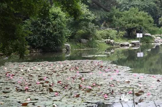 OMG！睡莲居然不是莲，今天才知道！