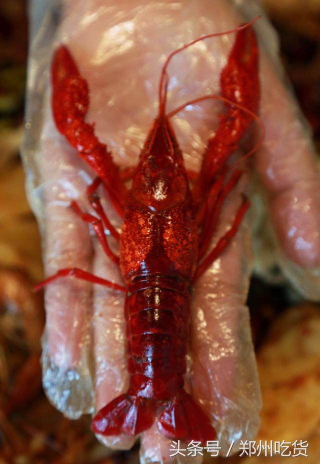 几个意思？去郑州南阳路吃海鲜,服务员你把菜倒桌上就跑？