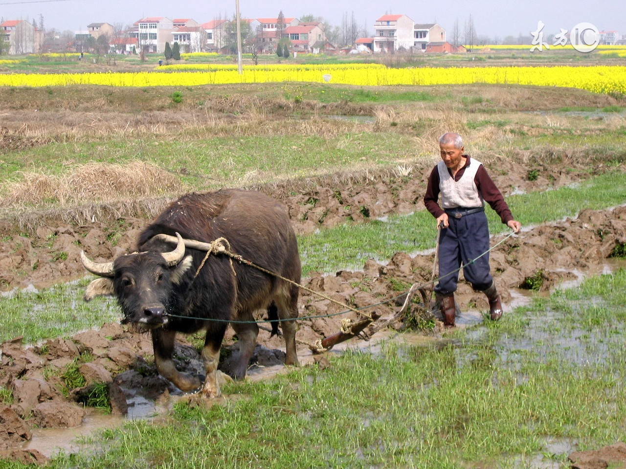 农村养老保险到多大年龄能领钱,农村养老保险多大可以领钱