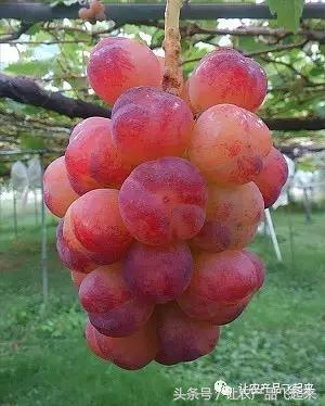 有种葡萄园，卖的不是产品，而是特色