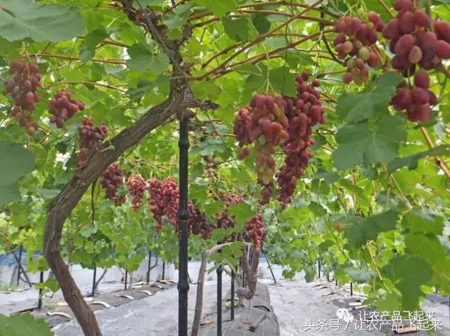 有种葡萄园，卖的不是产品，而是特色