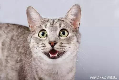 猫咪口臭怎么解决,猫咪牙齿