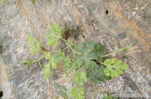 西瓜苗移栽后不长什么原因,西瓜苗移栽后发黄不长怎么办