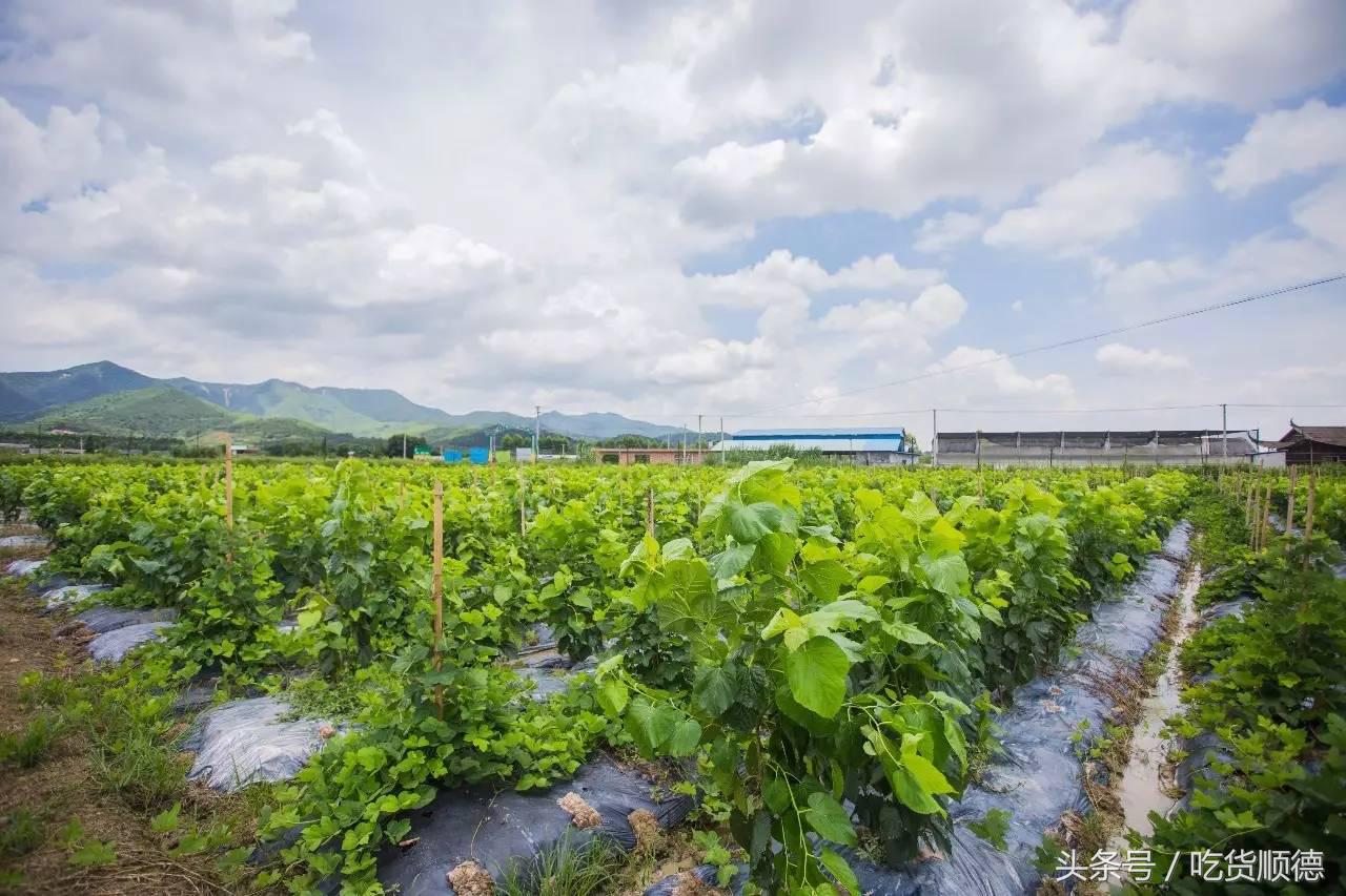 高明可以摘水果的农庄,高明60亩农庄