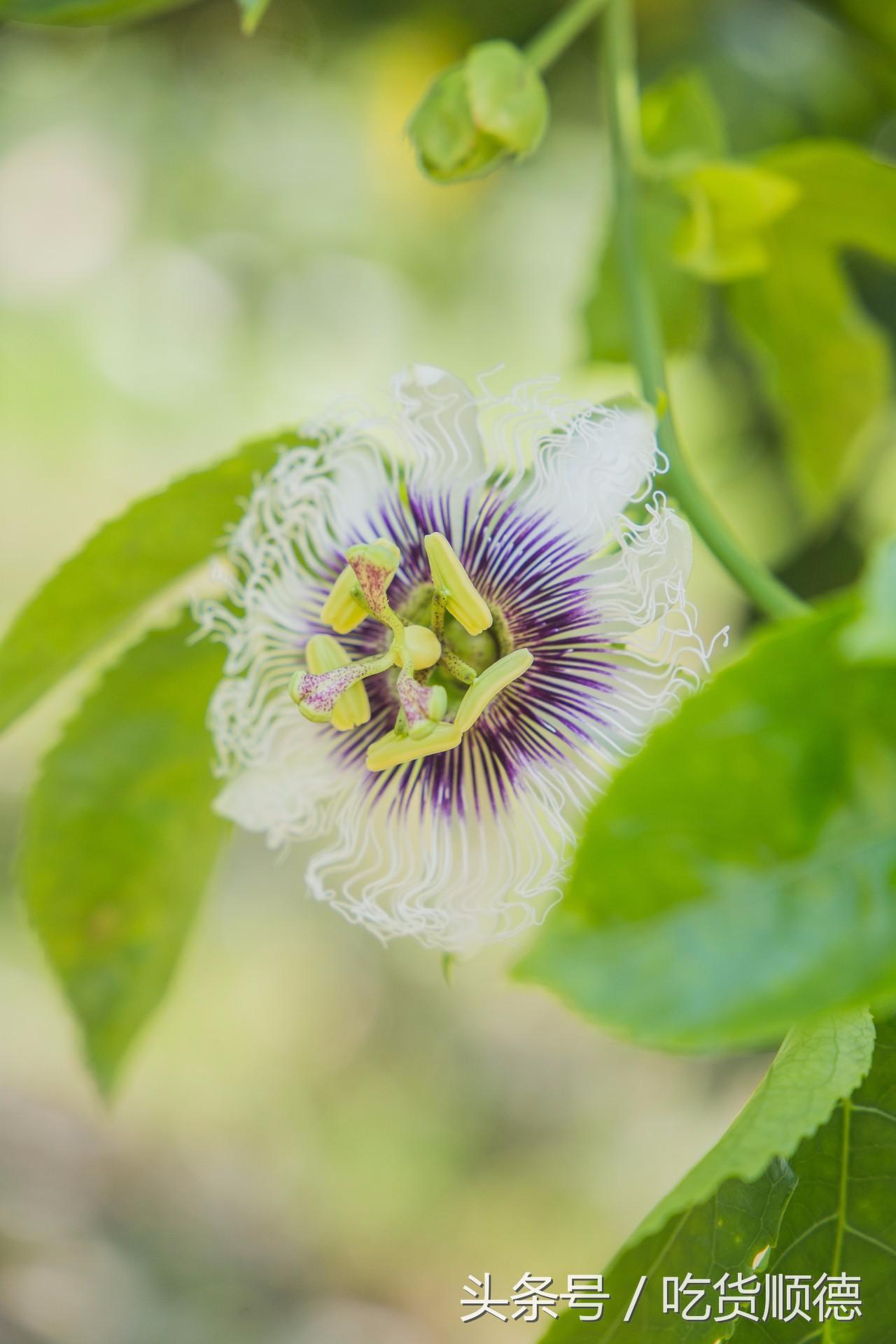 高明可以摘水果的农庄,高明60亩农庄