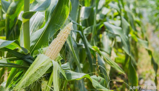 高明可以摘水果的农庄,高明60亩农庄