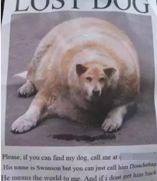 汪星人看约克犬,汪星人看到大批喵星人