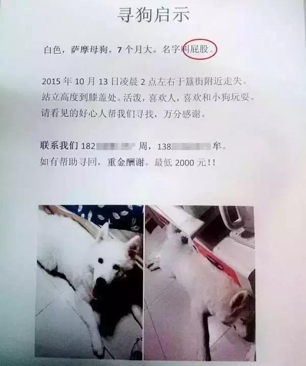 汪星人看约克犬,汪星人看到大批喵星人