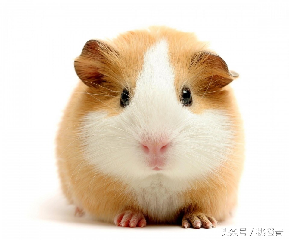 仓鼠喂养注意事项,喂养仓鼠的注意事项