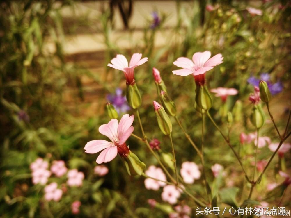 苏泊尔无渣破壁机,苏泊尔真磨醇浆机dj128