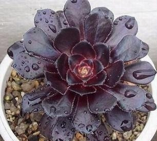 多肉除甲醛最有效的方法,多肉除甲醛最好的方法