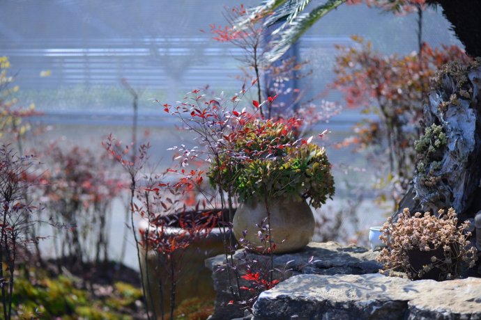 鎷滆涓滅鑽夊爞,鑺卞洯鎷滆