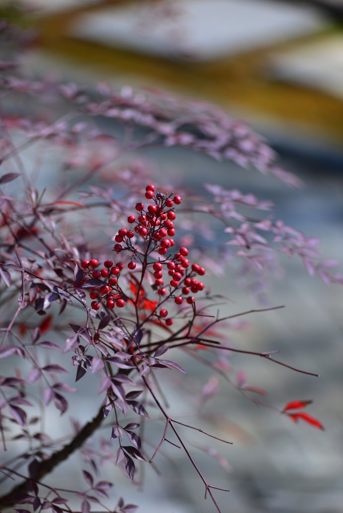 鎷滆涓滅鑽夊爞,鑺卞洯鎷滆