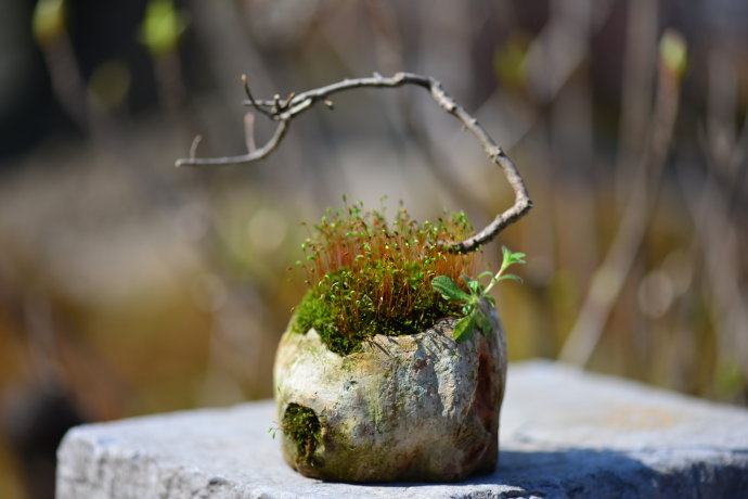 鎷滆涓滅鑽夊爞,鑺卞洯鎷滆