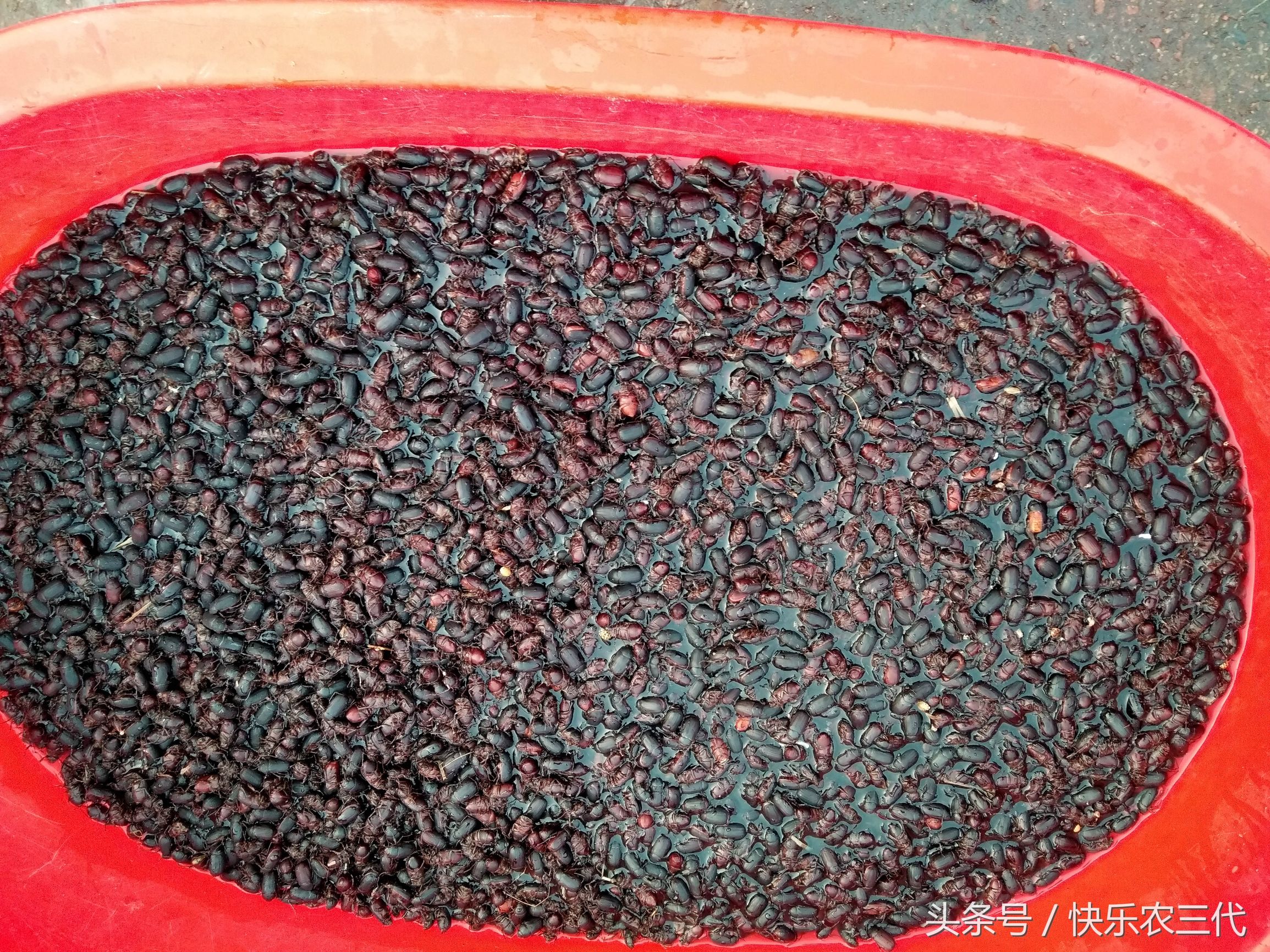 夏季农村集市上火爆的小生意，果农靠它日入千元