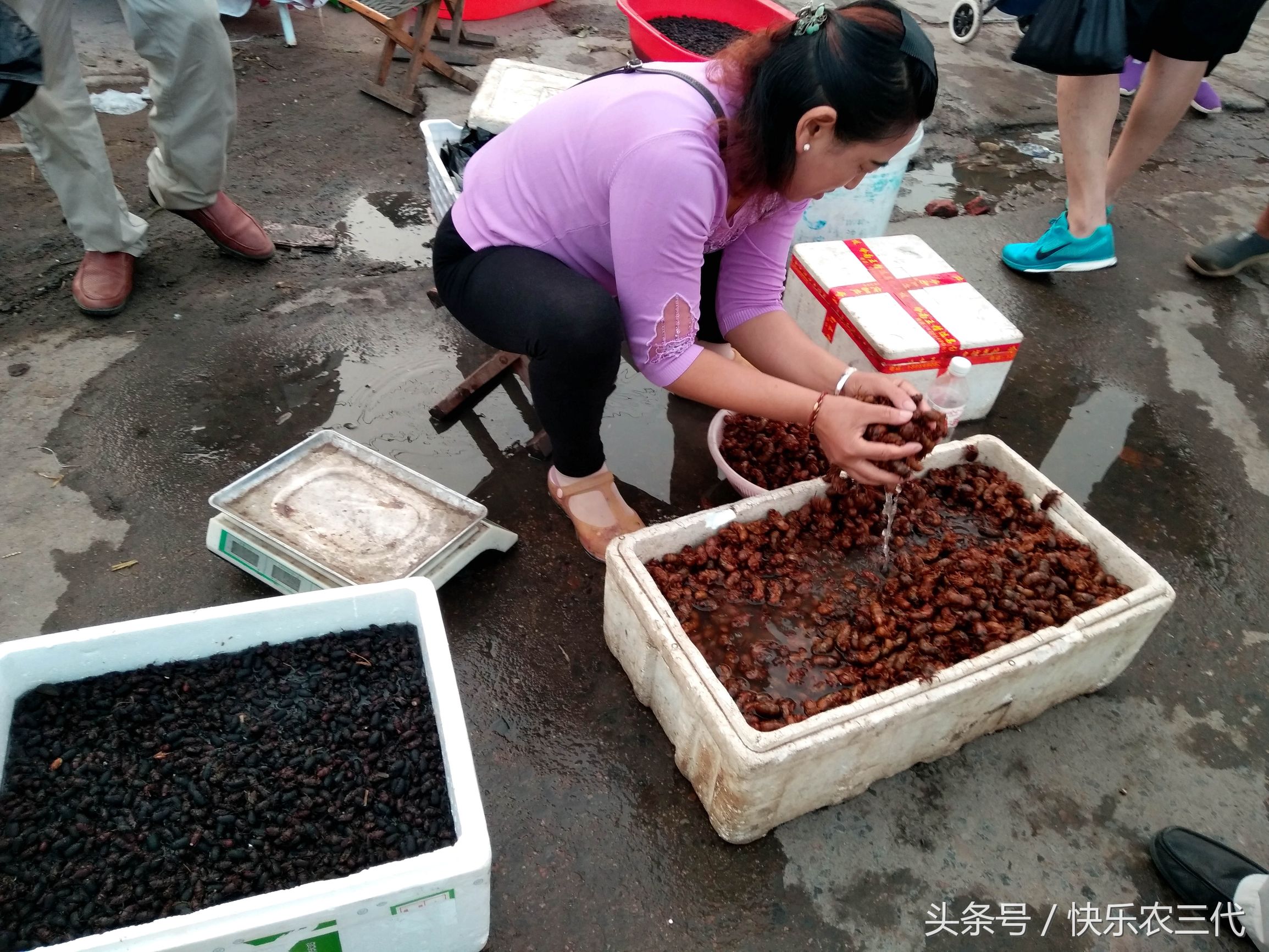 夏季农村集市上火爆的小生意，果农靠它日入千元