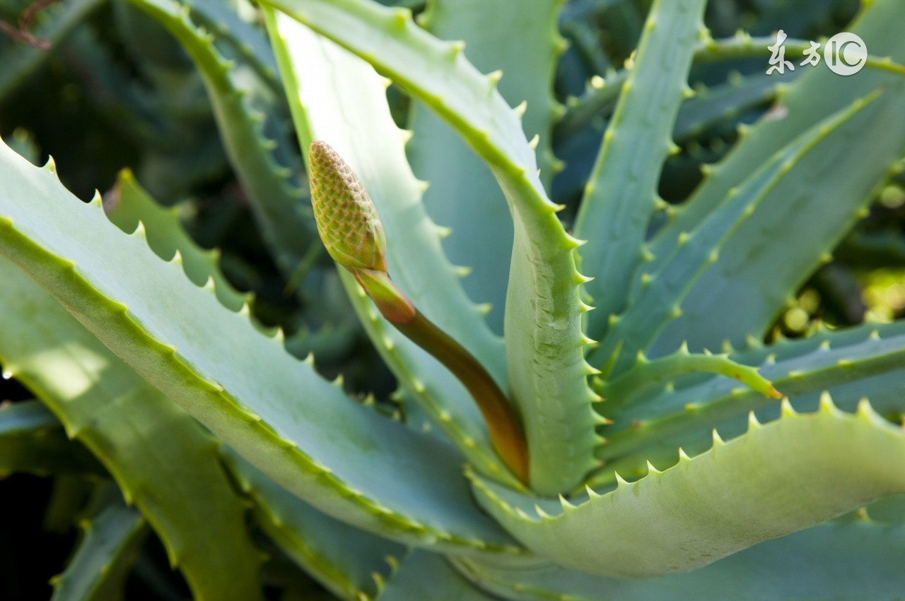 一些草本植物可以美容的图片 (可以美肤的植物有哪些)