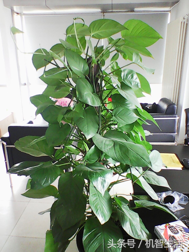 多彩情怀邀你再战一局“贪吃蛇”诺基亚3310体验