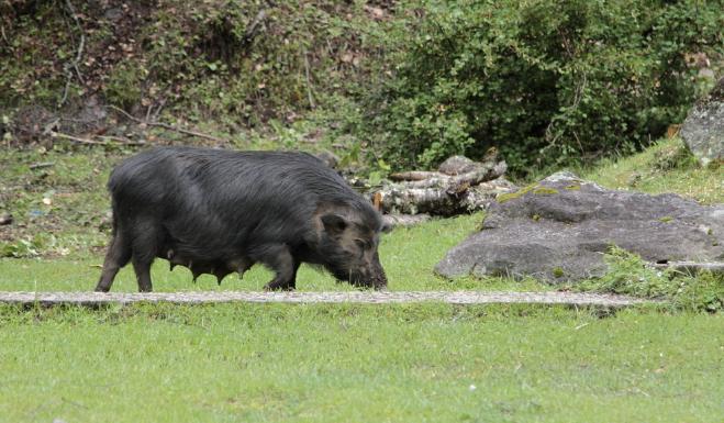 今年下半年养什么东西行情最好,钱景养殖方法