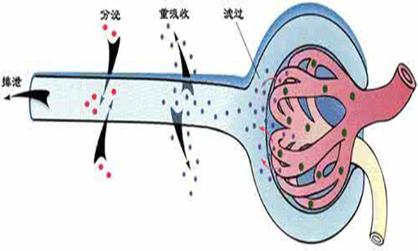 尿量少还口渴是什么原因,尿量少是什么病的前兆