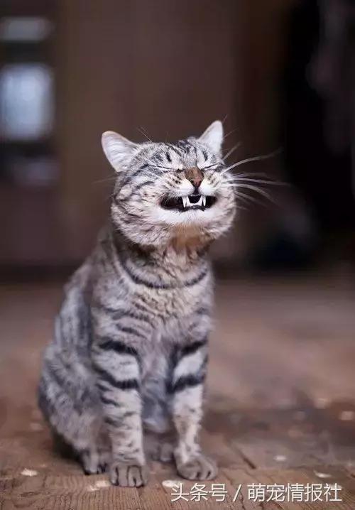 猫咪口臭怎么解决,猫咪牙齿