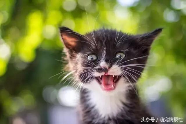 猫咪口臭怎么解决,猫咪牙齿