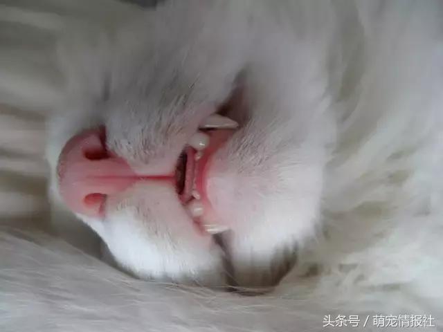 猫咪口臭怎么解决,猫咪牙齿