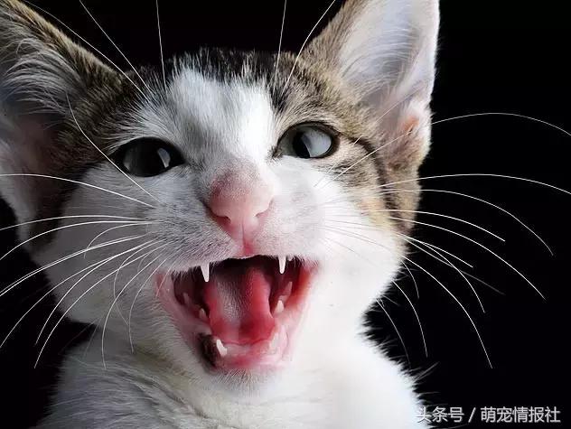 猫咪口臭怎么解决,猫咪牙齿