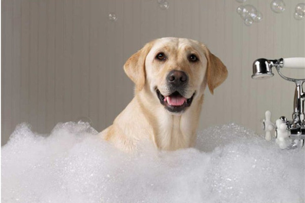 狗狗毛发干枯粗糙怎么办用护毛素,狗狗毛发毛躁怎么护毛