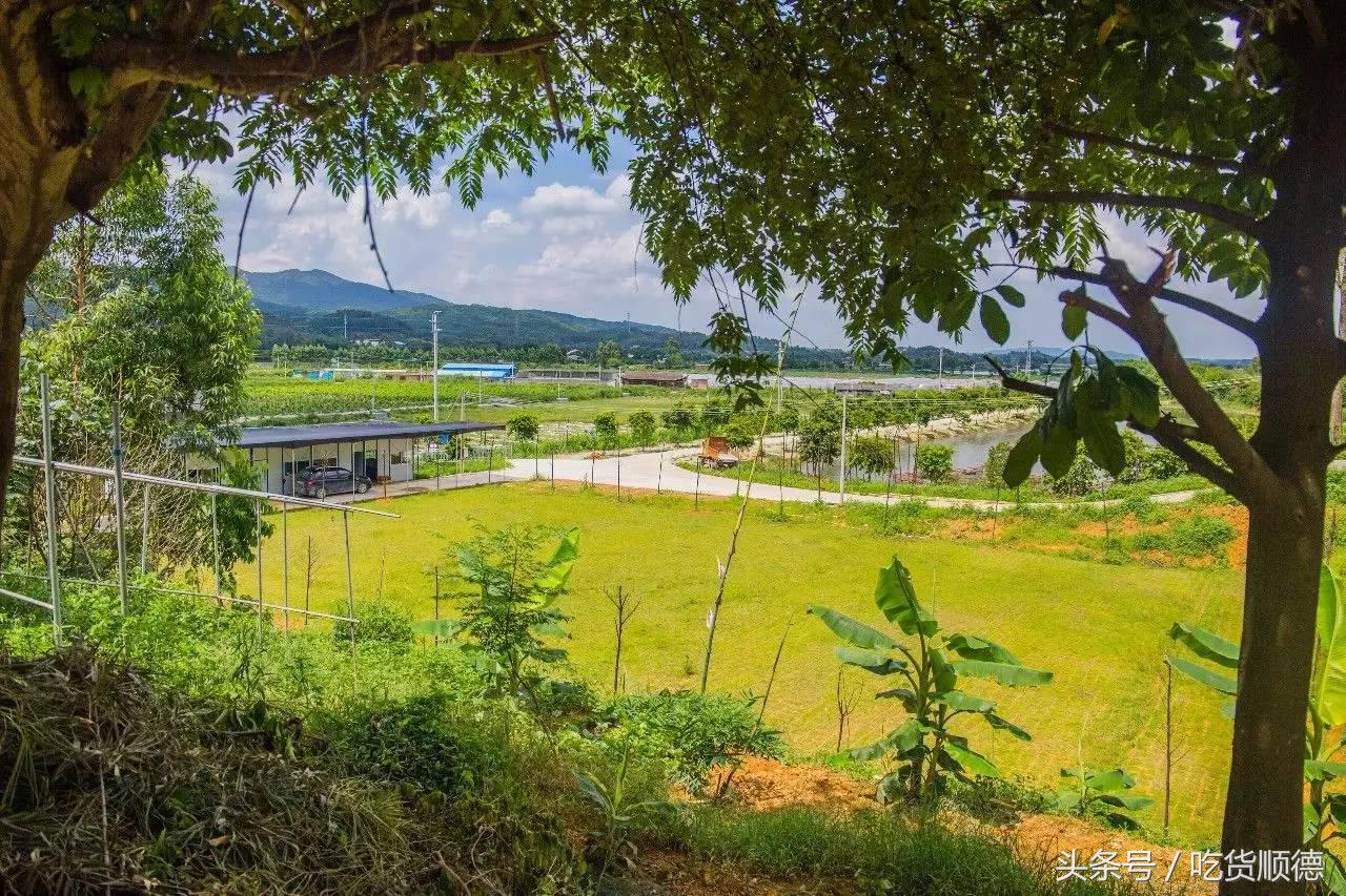 高明可以摘水果的农庄,高明60亩农庄