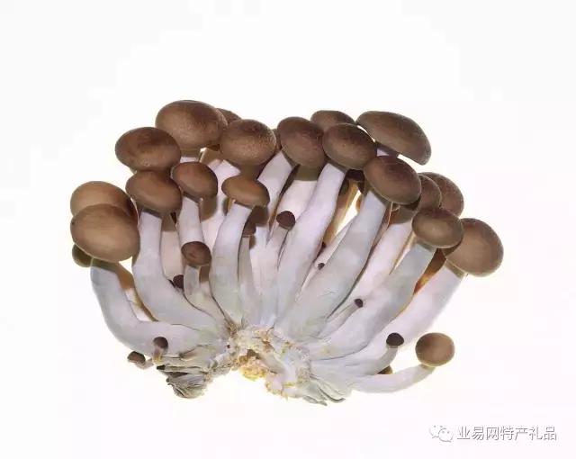 食用菌系列介绍,无添加7款菌菇