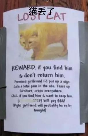 汪星人看约克犬,汪星人看到大批喵星人