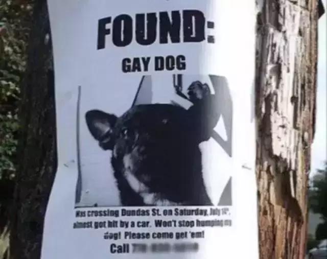 汪星人看约克犬,汪星人看到大批喵星人