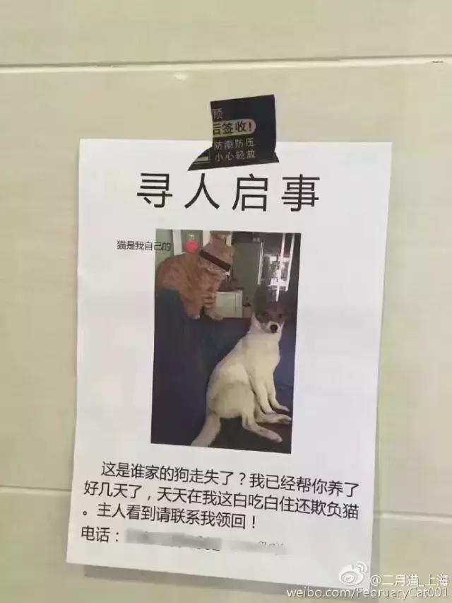 汪星人看约克犬,汪星人看到大批喵星人