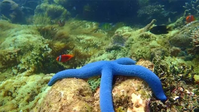 马来西亚古达,马来西亚亚庇古达