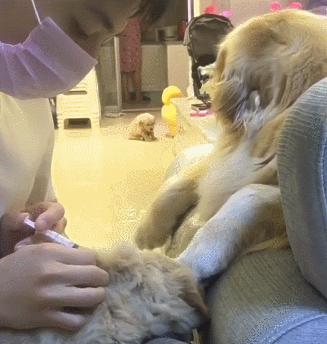 狗狗主人拿针扎狗狗后续,主人用针扎金毛