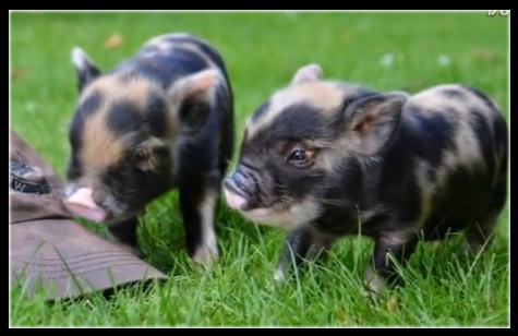 可爱宠物茶杯犬100元一只,英国微型宠物猪